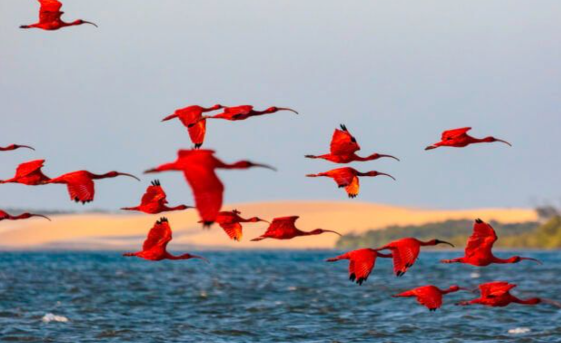 Delta do Parnaíba